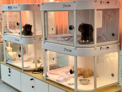 -翊宠yipet猫狗购宠庄园犬舍•猫舍