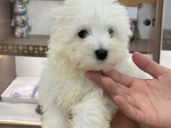 -翊宠yipet猫狗购宠庄园犬舍•猫舍