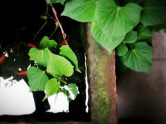 -白鹭原茶艺馆