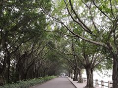 -大湾区中央湿地公园