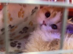 -小猫来了·猫咪专售(红山六九七九店)