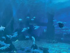 -北戴河圣蓝海洋公园