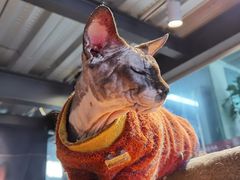 -more than meow吴止猫主题餐厅(承德 中船汇店)