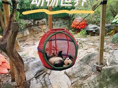 -广州长隆野生动物世界