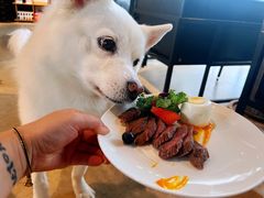 -百好乐宠物友好餐厅(朝外大街店)