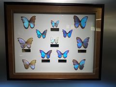 -上海昆虫博物馆