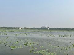 -天津东丽湖风景区