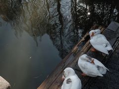 -苏州文庙(姑苏区)