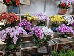 -双季花艺园艺市场(浦东店)