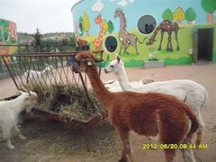 -鄂尔多斯野生动物园