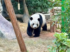 -灵玲国际马戏城