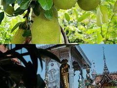 -西双版纳傣族园