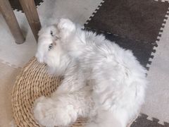 -猫猫幼稚园·撸猫·桌游·电玩