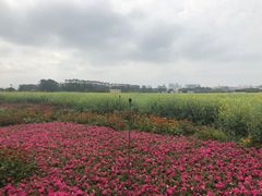 -光明小镇欢乐田园