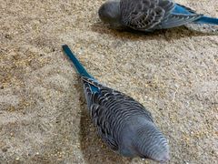 -上海大自然野生昆虫馆(东方明珠·爬宠昆虫探索中心)