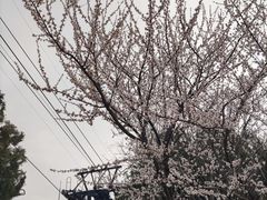 -香山公园