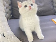 -lincat·猫舍(广州店)