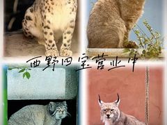 -青藏高原野生动物园