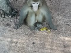 -沈阳森林动物园