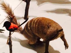 -墨尔本博物馆(Melbourne Museum)