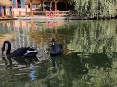 -大鹅岛绿色生态美食园