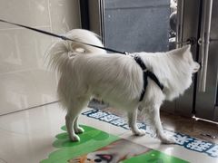 -艾贝尔宠物医院·24H转诊中心·肿瘤猫专科(江宁双龙店)