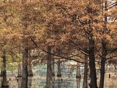 -白鹭湾湿地公园