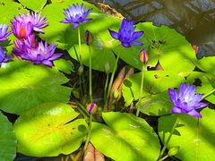 -中国科学院西双版纳热带植物园