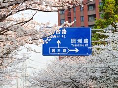 -高东镇樱花园