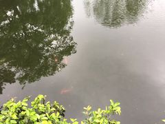 -西湖外事游船(花港观鱼码头)