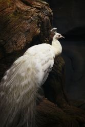 -Zoolung Zoolung动物主题公园(海信广场店)