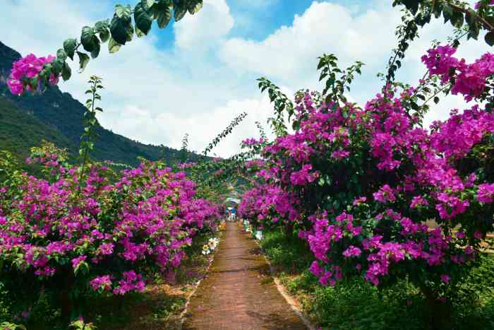 桂林花海-"桂林花海景区位于临桂市临桂区六塘镇诚桂村.