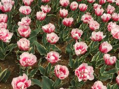 -洛阳郁金香牡丹园