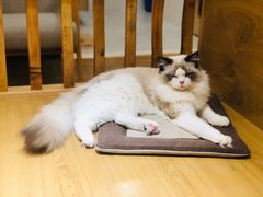 -滚猫咖啡·猫咖·猫友好撸猫(未来城店)