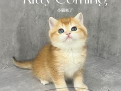 -小猫来了·猫舍(红山六九七九店)