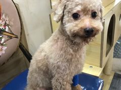 -严国平动物医院(德政总院)