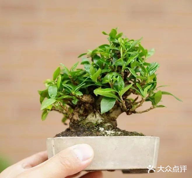 盆景沤肥的窍门