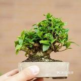 盆景沤肥的窍门