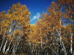 -塞罕坝国家级自然保护区