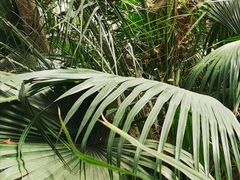 -呀路古热带植物园