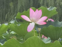 -朝阳公园游乐园