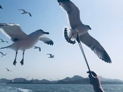 -海驴岛(荣成市)