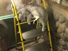 -猫咪博物馆(顶澳仔猫街店)