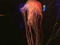 -哈尔滨波塞冬海底世界