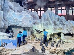 -帝企鹅自助餐厅•儿童岛•真企鹅(长隆企鹅酒店)