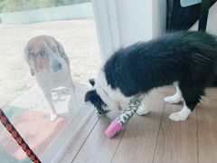 -汪说喵讲宠物乐园宠物酒店(红星美凯龙店)