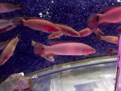 -苏州海洋馆