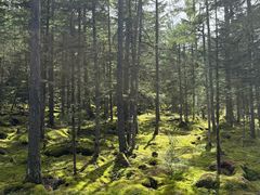 -汤旺河林海奇石景区