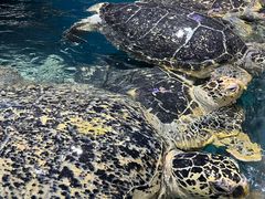 -海合安武汉极地海洋公园