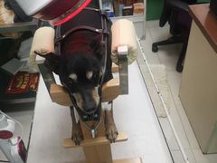 -利又安动物医院··老年病·猫科犬科·中兽医